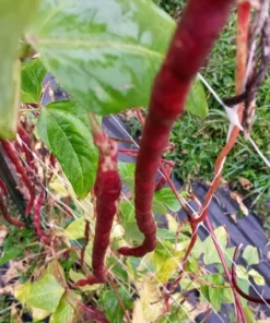 Red Noodle Yardlong Bean (Vigna unguiculata) (30 Seeds)