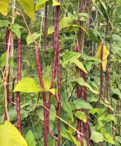 Red Noodle Yardlong Bean (Vigna unguiculata) (30 Seeds)