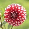 Red White Dahlia Seeds, 20 Seeds