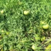Reverend Morrow's Long Keeper Heirloom Tomato Seeds