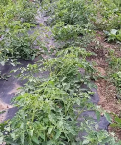 Reverend Morrow's Long Keeper Heirloom Tomato Seeds