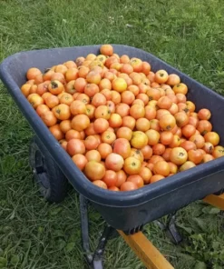 Reverend Morrow's Long Keeper Heirloom Tomato Seeds