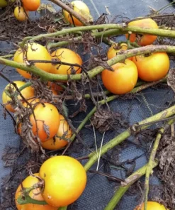 Reverend Morrow's Long Keeper Heirloom Tomato Seeds