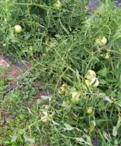 Reverend Morrow's Long Keeper Heirloom Tomato Seeds