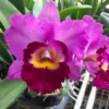Rhycholaeliacattleya Shannon Conner 'Pink Paradise', Cattleya Type Orchid Plant Shipped in 2.5" Pot