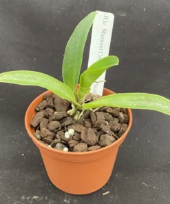 Rhycholaeliacattleya Shannon Conner 'Pink Paradise', Cattleya Type Orchid Plant Shipped in 2.5" Pot