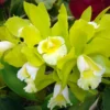 Rlc. Hawaiian Passion 'Carmela' Cattleya type Orchid Plant Shipped in 2.5" Pot
