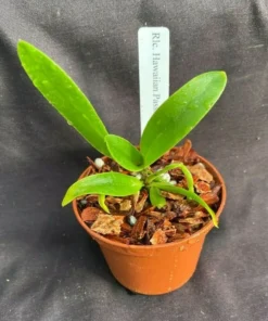 Rlc. Hawaiian Passion 'Carmela' Cattleya type Orchid Plant Shipped in 2.5" Pot