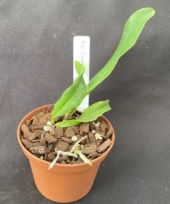 Rlc. Tainan Gold 'Hawaii #1' Cattleya Type Orchid Plant Shipped in 2.5