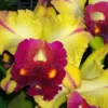 Rlc. Tainan Gold 'Hawaii #1' Cattleya Type Orchid Plant Shipped in 2.5" Pot