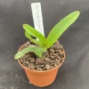 Rlc. Yasuji Takasaki 'Hawaii', Cattleya Type Orchid Plant Shipped in 2.5" Pot.