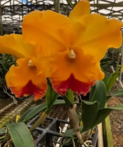 Rlc. Yasuji Takasaki 'Hawaii', Cattleya Type Orchid Plant Shipped in 2.5" Pot.