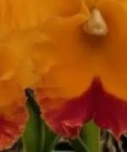 Rlc. Yasuji Takasaki 'Hawaii', Cattleya Type Orchid Plant Shipped in 2.5