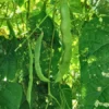 Rose Heirloom Pole Bean 30 Seeds
