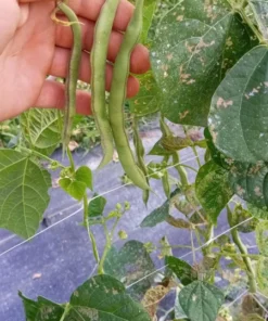 Rose Heirloom Pole Bean 30 Seeds