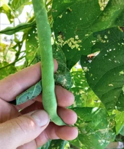 Rose Heirloom Pole Bean 30 Seeds