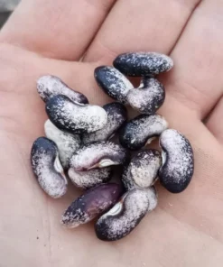 Rose Heirloom Pole Bean 30 Seeds