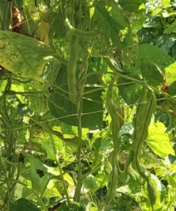 Rose Heirloom Pole Bean 30 Seeds