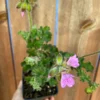 Rose Scented Geranium Pelargonium Capitatum Low-Growing Shrub with Fragrant Leaves and Pink Flowers