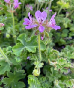 Rose Scented Geranium Pelargonium Capitatum Low-Growing Shrub with Fragrant Leaves and Pink Flowers