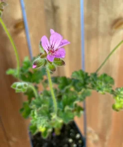 Rose Scented Geranium Pelargonium Capitatum Low-Growing Shrub with Fragrant Leaves and Pink Flowers