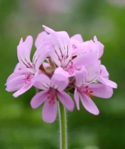 Rose Scented Geranium Pelargonium Capitatum Low-Growing Shrub with Fragrant Leaves and Pink Flowers