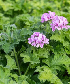 Rose Scented Geranium Pelargonium Capitatum Low-Growing Shrub with Fragrant Leaves and Pink Flowers