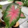 Rosebud Caladium Bulbs (2 Bulbs) – Large Heart-Shaped Pink, White, and Green Leaves