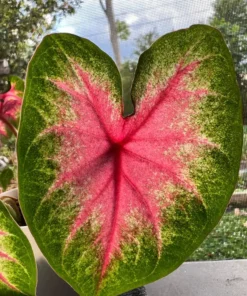 Rosebud Caladium Bulbs (2 Bulbs) – Large Heart-Shaped Pink, White, and Green Leaves