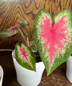 Rosebud Caladium Bulbs (2 Bulbs) – Large Heart-Shaped Pink, White, and Green Leaves