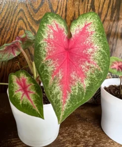 Rosebud Caladium Bulbs (2 Bulbs) – Large Heart-Shaped Pink, White, and Green Leaves