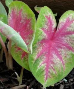 Rosebud Caladium Bulbs (2 Bulbs) – Large Heart-Shaped Pink, White, and Green Leaves