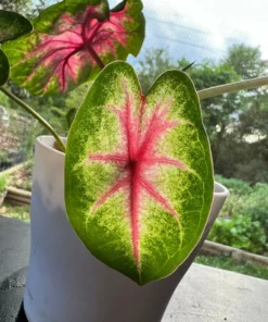 Rosebud Caladium Bulbs (2 Bulbs) – Large Heart-Shaped Pink, White, and Green Leaves