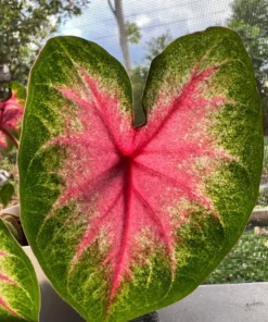 Rosebud Caladium Bulbs (2 Bulbs) – Large Heart-Shaped Pink, White, and Green Leaves
