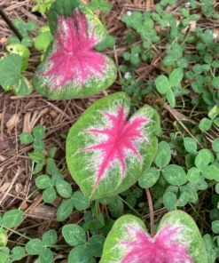 Rosebud Caladium Bulbs (2 Bulbs) – Large Heart-Shaped Pink, White, and Green Leaves