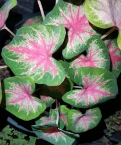 Rosebud Caladium Bulbs (2 Bulbs) – Large Heart-Shaped Pink, White, and Green Leaves