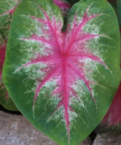 Rosebud Caladium Bulbs (2 Bulbs) – Large Heart-Shaped Pink, White, and Green Leaves
