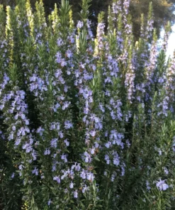 Rosemary 'Tuscan Blue' Herb Plant - Tall Drought-Tolerant Rosemary with Lavender Flowers