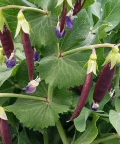 Royal Snap II Pea (Pisum sativum) 1 oz seeds