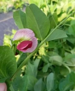 Royal Snap II Pea (Pisum sativum) 1 oz seeds