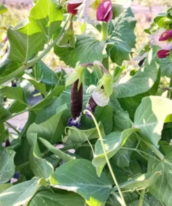 Royal Snap II Pea (Pisum sativum) 1 oz seeds