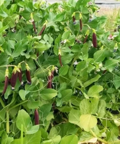 Royal Snap II Pea (Pisum sativum) 1 oz seeds