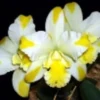 Rth. Solar Flare 'Paradise' Cattleya type orchid Plant Shipped in 2.5" Pot