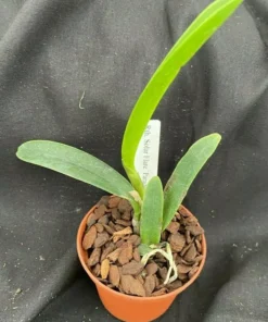 Rth. Solar Flare 'Paradise' Cattleya type orchid Plant Shipped in 2.5" Pot