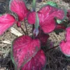Scarlet Flame Caladium Bulbs - Red Strap Leaf Perennial Plant