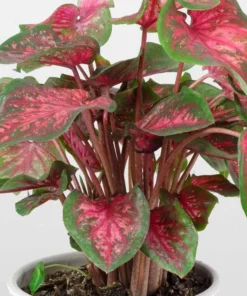 Scarlet Flame Caladium Bulbs - Red Strap Leaf Perennial Plant