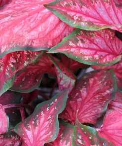 Scarlet Flame Caladium Bulbs - Red Strap Leaf Perennial Plant