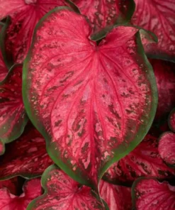Scarlet Flame Caladium Bulbs - Red Strap Leaf Perennial Plant