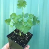 Scented Geranium 'Nutmeg' Compact Fragrant Shrub with Gray-Green Leaves and White Flowers