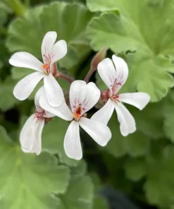 Scented Geranium 'Nutmeg' Compact Fragrant Shrub with Gray-Green Leaves and White Flowers